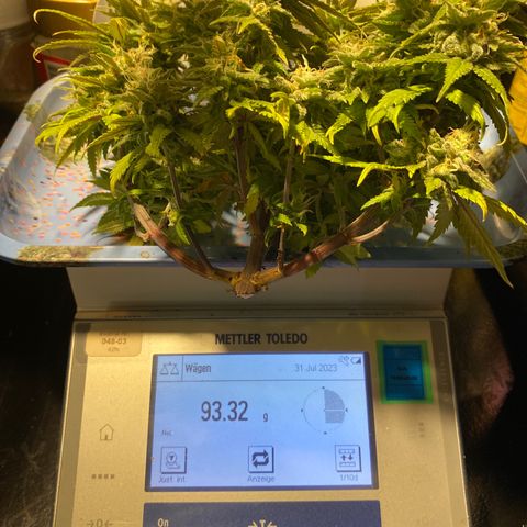 FAT banana #2 growlog timeline photo