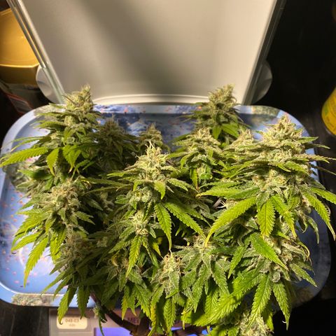 FAT banana #2 growlog timeline photo