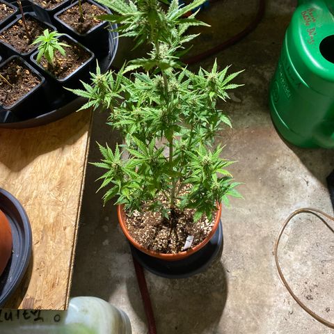 Royal Queen Seeds/ Medusa F1 #1 growlog timeline photo