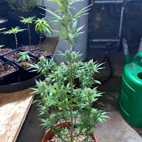 Royal Queen Seeds/ Medusa F1 #1 growlog timeline photo