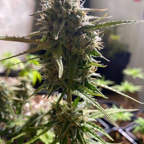 Royal Queen Seeds/ Medusa F1 #3 growlog timeline photo