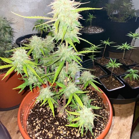 Royal Queen Seeds/ Medusa F1 #3 growlog timeline photo
