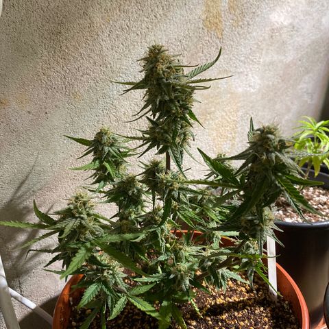 Royal Queen Seeds/ Medusa F1 #2 growlog timeline photo