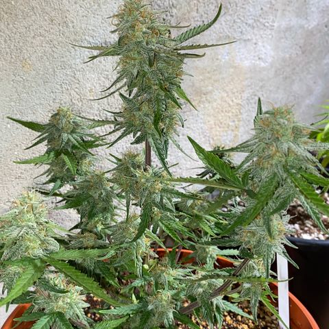 Royal Queen Seeds/ Medusa F1 #2 growlog timeline photo