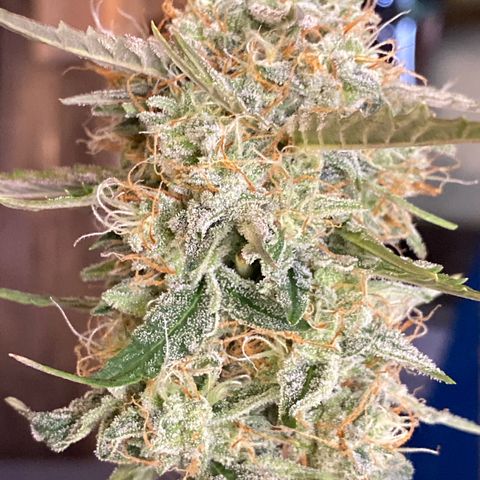 Royal Queen Seeds/ Medusa F1 #4 growlog timeline photo