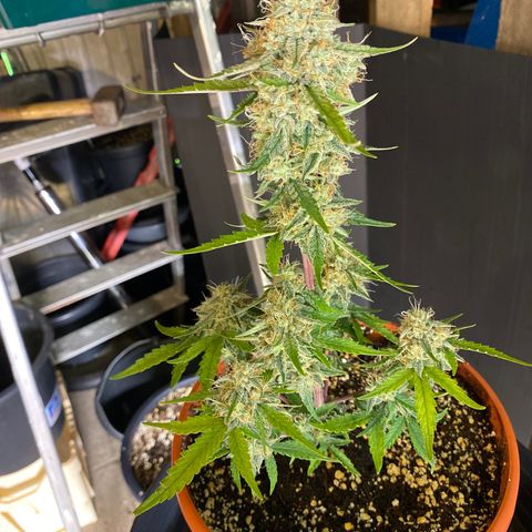 Royal Queen Seeds/ Medusa F1 #4 growlog timeline photo