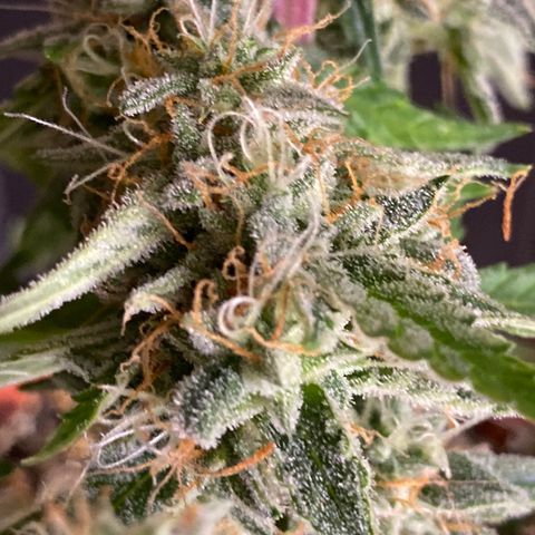 Royal Queen Seeds/ Medusa F1 #4 growlog timeline photo