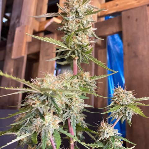 Royal Queen Seeds/ Medusa F1 #4 growlog timeline photo