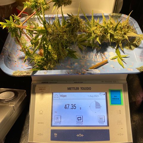 Royal Queen Seeds/ Medusa F1 #4 growlog timeline photo