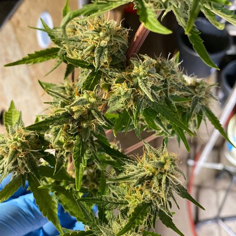Royal Queen Seeds/ Medusa F1 #4 growlog timeline photo