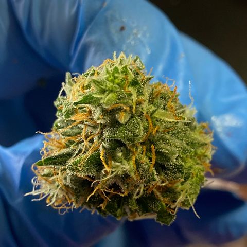 Royal Queen Seeds/ Medusa F1 #4 growlog timeline photo