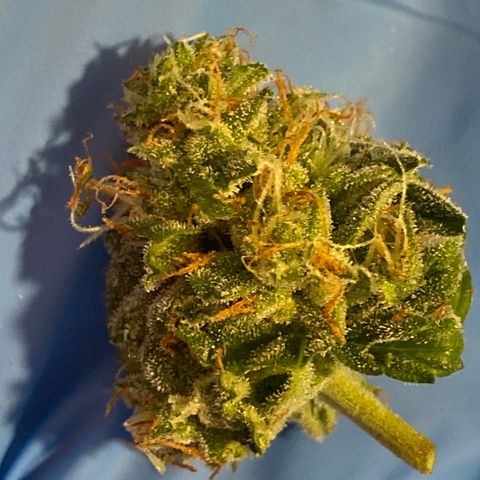 Royal Queen Seeds/ Medusa F1 #4 growlog timeline photo