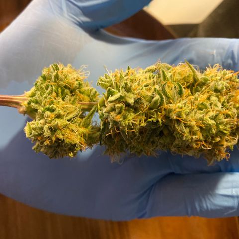 Royal Queen Seeds/ Medusa F1 #4 growlog timeline photo