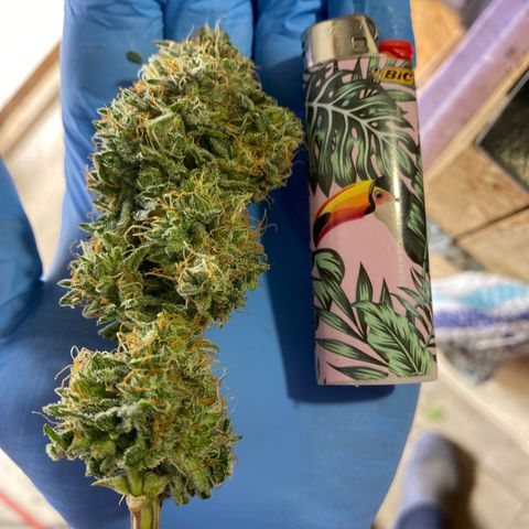 Royal Queen Seeds/ Medusa F1 #4 growlog timeline photo
