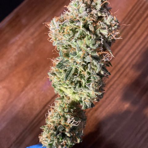 Royal Queen Seeds/ Medusa F1 #4 growlog timeline photo
