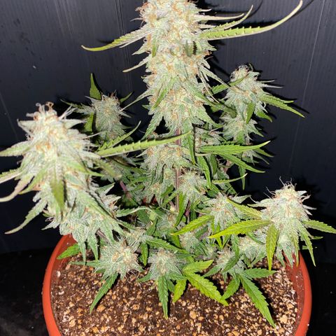 Royal Queen Seeds/ Medusa F1 #2 growlog timeline photo