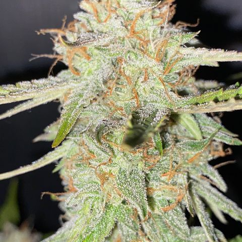 Royal Queen Seeds/ Medusa F1 #2 growlog timeline photo