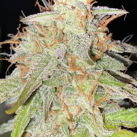 Royal Queen Seeds/ Medusa F1 #2 growlog timeline photo