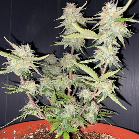 Royal Queen Seeds/ Medusa F1 #2 growlog timeline photo