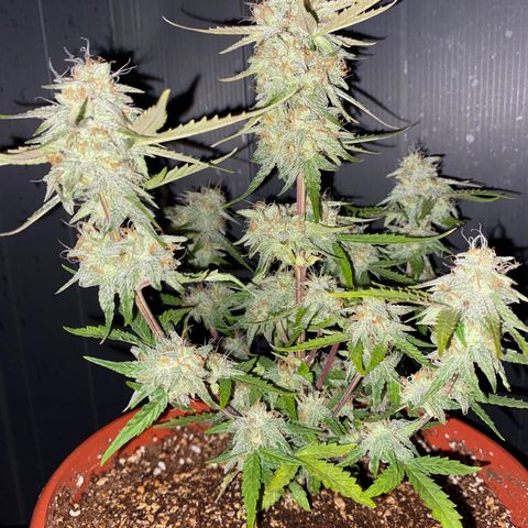 Royal Queen Seeds/ Medusa F1 #2 growlog timeline photo