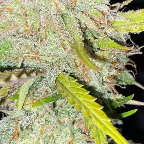 Royal Queen Seeds/ Medusa F1 #3 growlog timeline photo