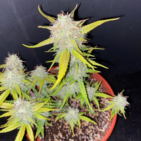 Royal Queen Seeds/ Medusa F1 #3 growlog timeline photo