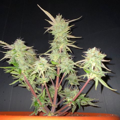 Royal Queen Seeds/ Medusa F1 #3 growlog timeline photo