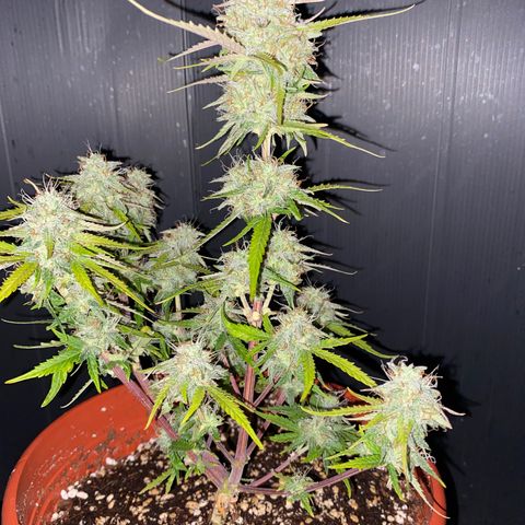 Royal Queen Seeds/ Medusa F1 #3 growlog timeline photo