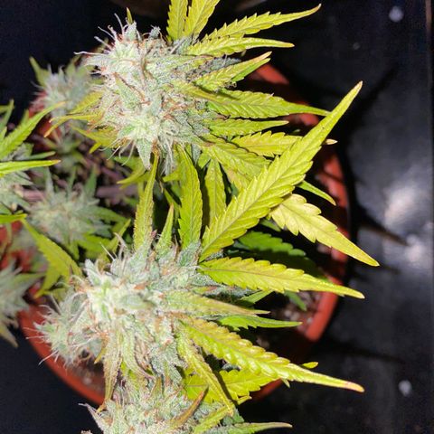 Royal Queen Seeds/ Medusa F1 #3 growlog timeline photo
