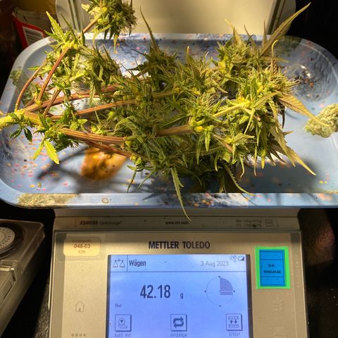 Royal Queen Seeds/ Medusa F1 #3 growlog timeline photo