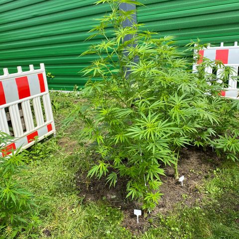 Hollands Hope  #1 growlog timeline photo