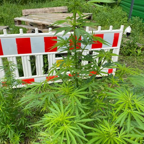 Hollands Hope  #1 growlog timeline photo