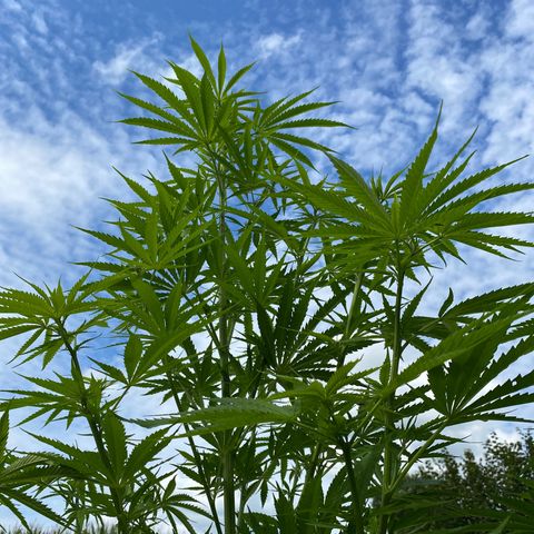 Hollands Hope  #1 growlog timeline photo