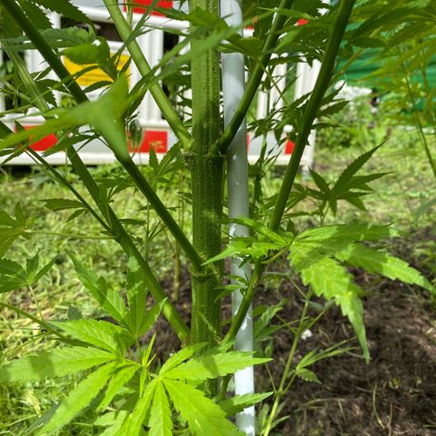 Hollands Hope  #1 growlog timeline photo