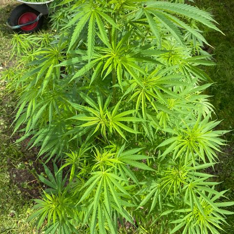 Hollands Hope  #1 growlog timeline photo