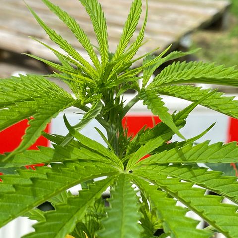 Hollands Hope  #1 growlog timeline photo