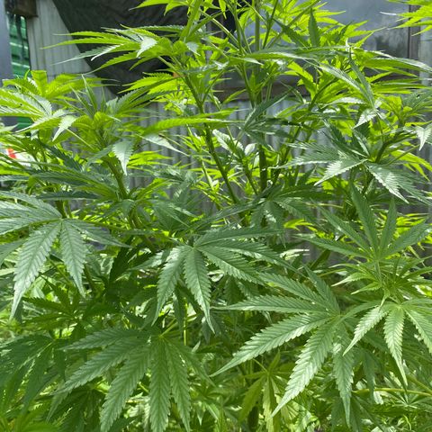 Hollands Hope  #2 growlog timeline photo