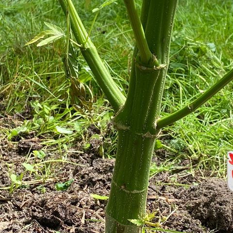 Hollands Hope  #2 growlog timeline photo
