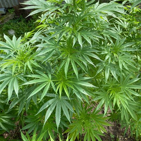 Hollands Hope  #2 growlog timeline photo