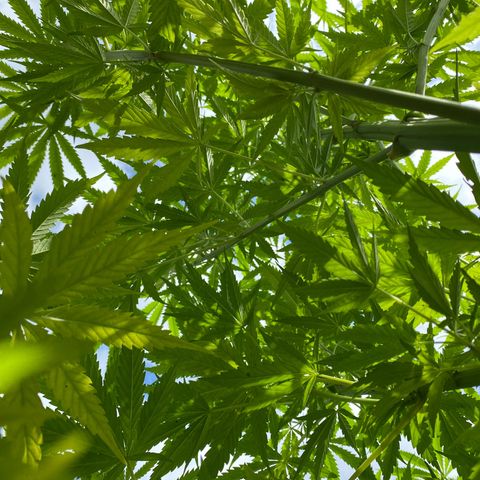 Hollands Hope  #2 growlog timeline photo