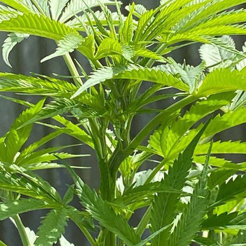 Hollands Hope  #2 growlog timeline photo