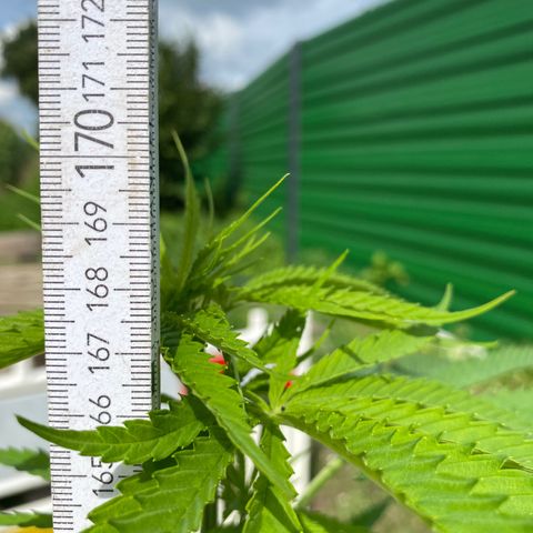 Hollands Hope  #1 growlog timeline photo