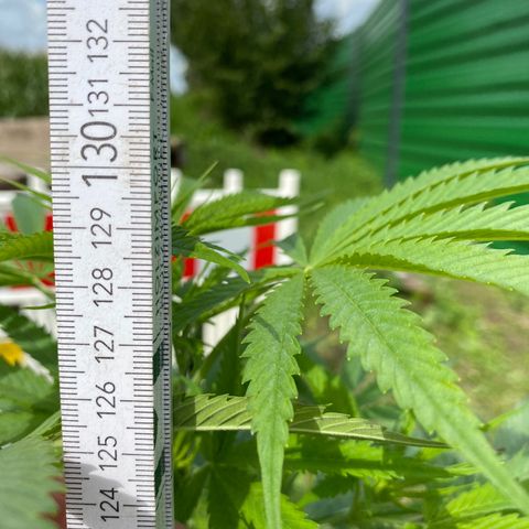 Hollands Hope  #2 growlog timeline photo