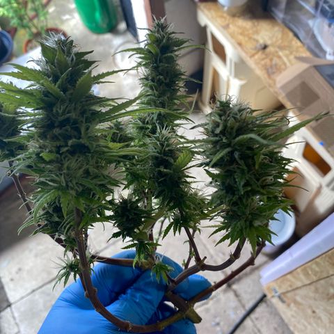 Al Patron #2 growlog timeline photo