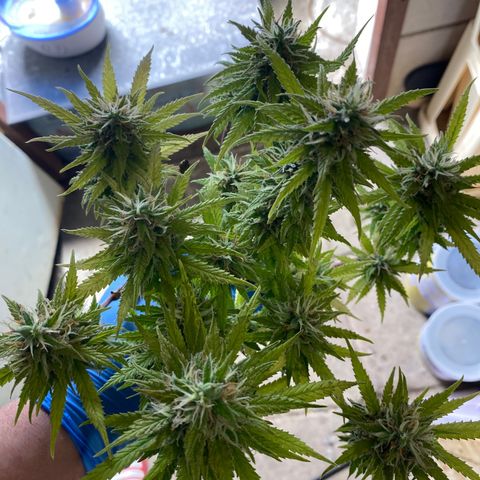 Al Patron #2 growlog timeline photo