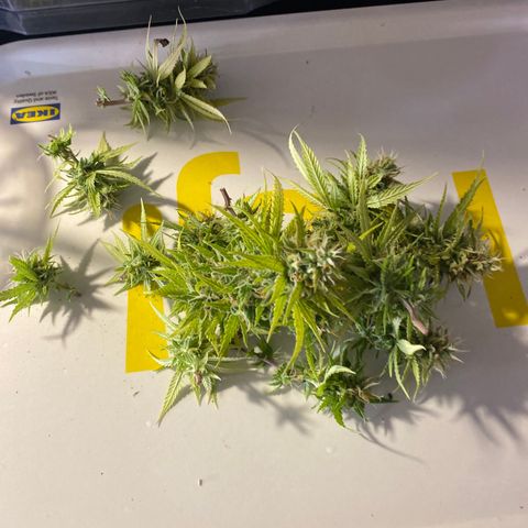 Al Patron #2 growlog timeline photo