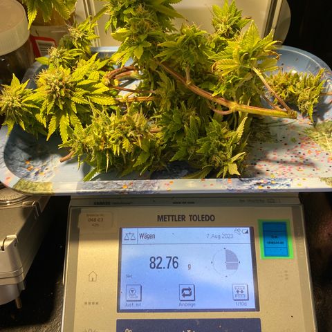 Amnesia Haze #2 growlog timeline photo