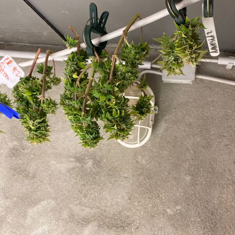 Amnesia Haze #2 growlog timeline photo