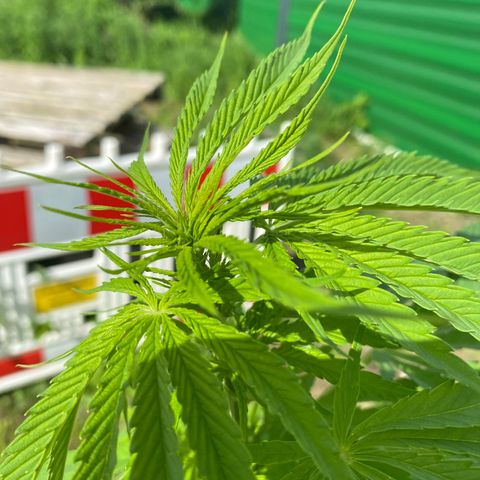 Hollands Hope  #1 growlog timeline photo