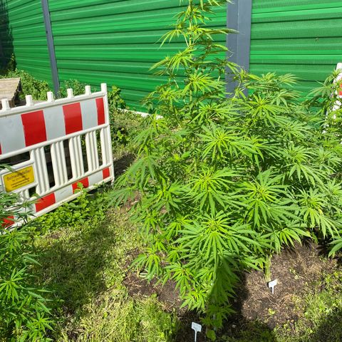 Hollands Hope  #1 growlog timeline photo